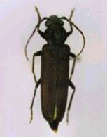 insectes à larves xylophages _ parasites su bois Ref-etat-parasitaire_clip_image008