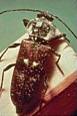 insectes à larves xylophages _ parasites su bois Ref-etat-parasitaire_clip_image016
