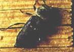 insectes à larves xylophages _ parasites su bois Ref-etat-parasitaire_clip_image022